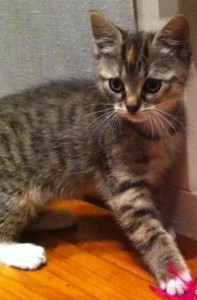 Kitten-Lexie